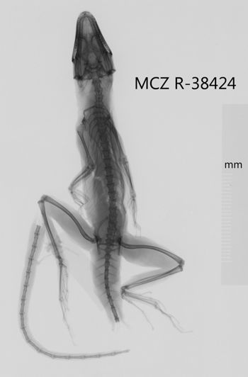 Media type: image;   Herpetology R-38424 Aspect: dorsoventral x-ray